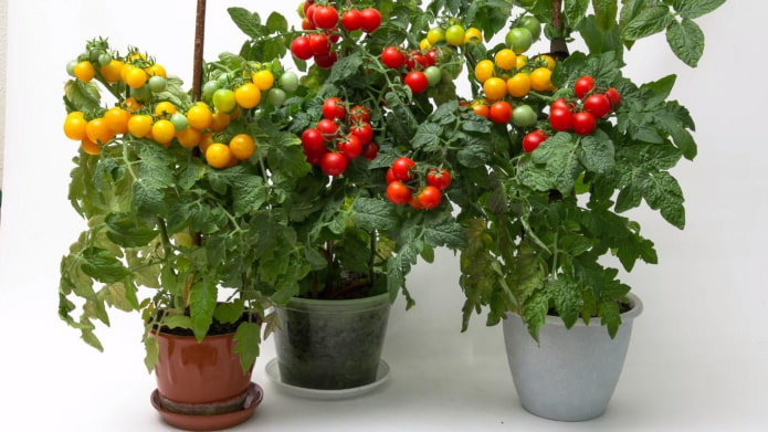 Какие овощи и фрукты можно вырастить на подоконнике?