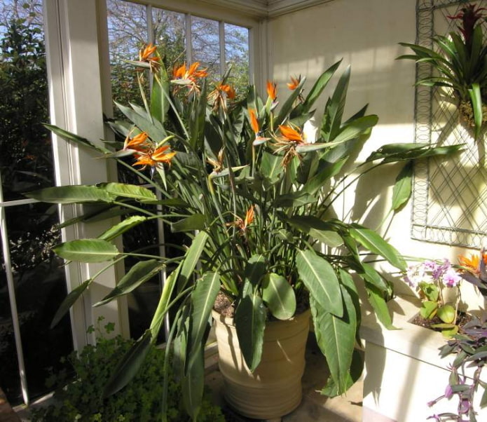 8 комнатных растений, которые только разочаровывают начинающих цветоводов