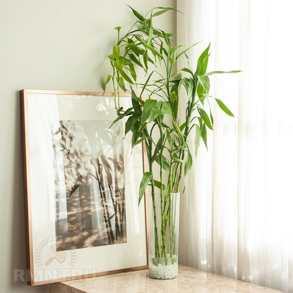 





Декоративный бамбук: как ухаживать и украсить им интерьер



