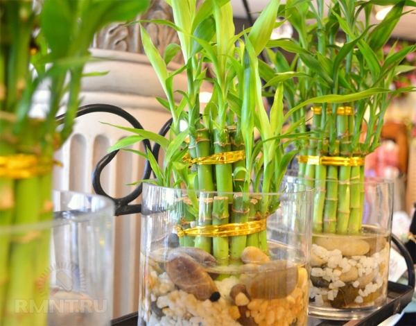 





Декоративный бамбук: как ухаживать и украсить им интерьер



