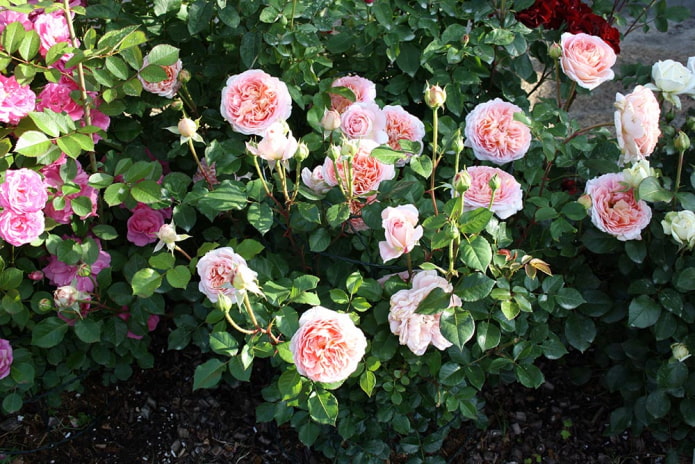 8 очаровательных сортов роз, которые будут радовать цветением все лето