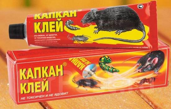 Подвальные крысы: популярные способы борьбы с маленькими врагами