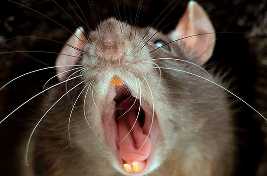Подвальные крысы: популярные способы борьбы с маленькими врагами