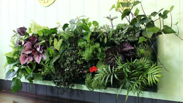 Фитостена — как сделать дома зеленую стену из растений