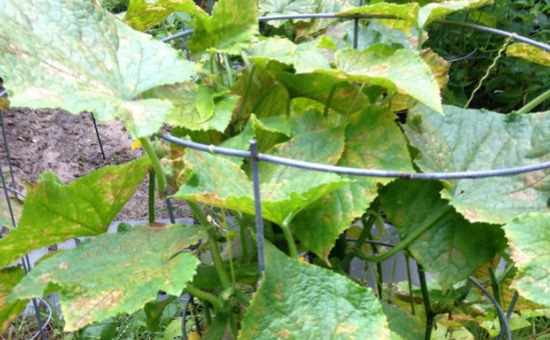 Желтеют листья у огурцов в теплице: что делать, чем обработать кусты